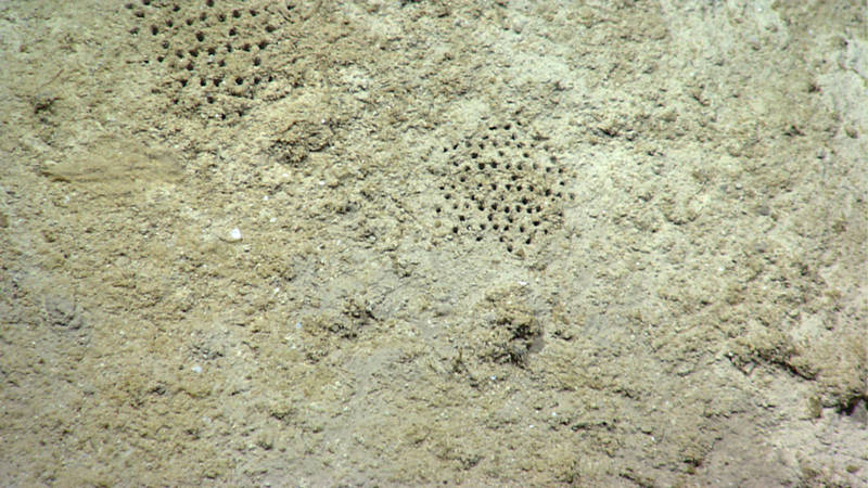 One of the highlights of our dives in the Northwest Gulf was ROV Deep Discover finding a set of Paleodictyon holes. Similar enigmatic features have been seen in the geologic record for some 600 million years and were originally discovered in the modern oceans on a part of the central North Atlantic portion of the Mid-Atlantic Ridge. Little is known about these features, and they definitely excited our science team. We are unsure if they have ever previously been documented in the Gulf of Mexico.