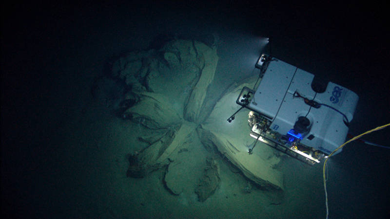 During a dive on sonar anomalies suspected to be a shipwreck, ROV D2 instead discovered the remnants of asphalt volcanoes, or “tar lilies”.  After documenting the first asphalt extrusion, D2 investigated a second sonar anomaly which turned out to be another tar lily.
