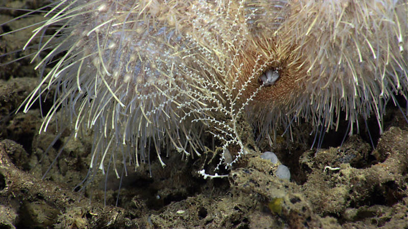 A rare instance of deep sea predation captured on camera, a sea urchin munches on a Plumarella octocoral. This may be the first time sea urchin predation on coral was captured so close-up using high-definition cameras thanks to the incredible image capabilities of the Deep Discoverer ROV.