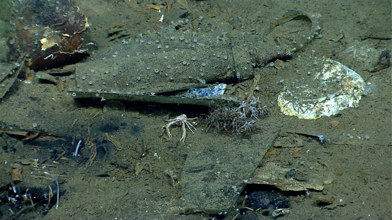 On a shipwreck, even the smallest detail helps archaeologists assemble the story of a ship’s history. Here you can see what appears to be a syringe in the top center and an overturned bowl on the right. In the center of the image you can see a piece of ceramic with a blue transfer decoration. Decorated ceramics often have diagnostic features that can provide information on their origin and cultural affiliation that in-turn provide information about the people on board the ship and places it may have visited. The biologists on the team are interested in characterizing the fauna that colonizes the shipwrecks.