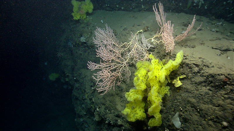 A large Jasonisis bamboo coral, re-growing upwards after falling over.
