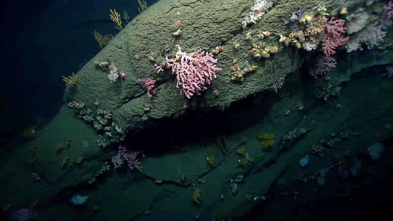 Diverse deep-sea coral and sponge habitats were imaged in the canyons explored in 2013.