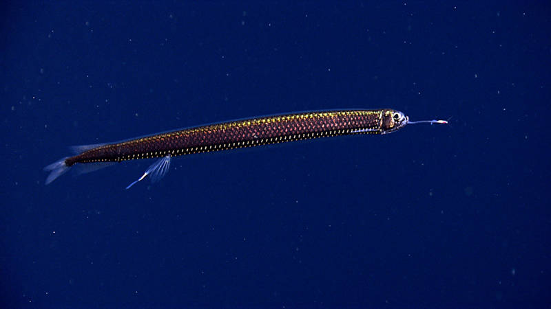 During our mid-water transects, ROV Deep Discoverer imaged a dragonfish.