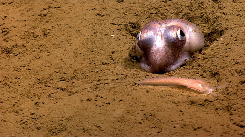 Phoenix Canyon proved to be home to a diversity of mollusks. Here a nudibranch strolls by a bobtail squid.