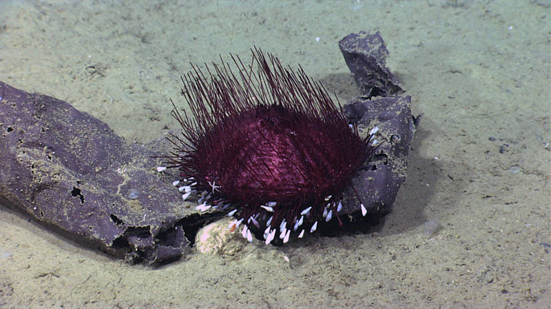 A pancake urchin (Hygrosoma sp.) moves across some discarded human debris.