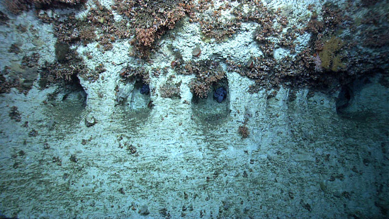 Towards the end of dive 4, ROV Deep Discoverer came upon a unique geological feature that our team dubbed the Octopus Grottoes. Densely packed stony corals surrounded these cave-like structures and almost every one had its own octopus!