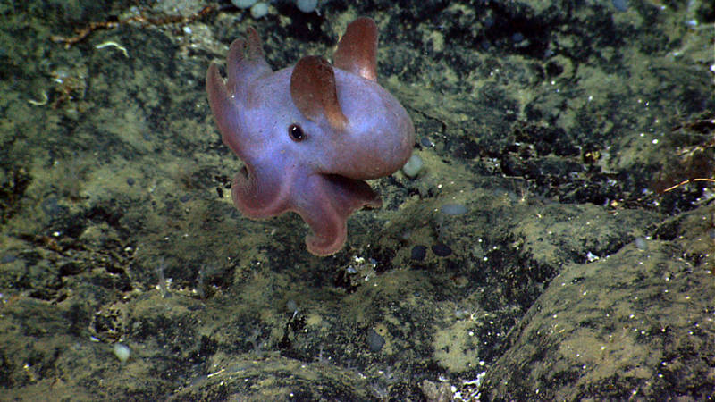 This dumbo octopus was our second cephalopod of the day and a dive highlight!