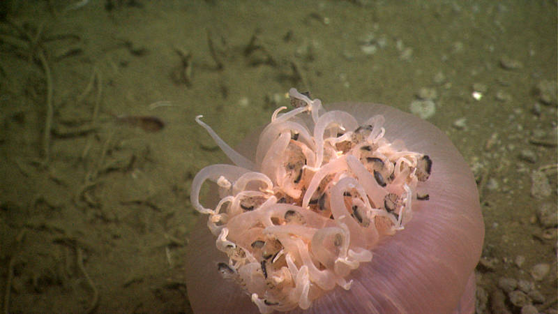 Amphipods are captured by specially adapted stinging cells on the anemone’s tentacles.