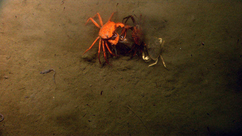 Food is a valuable commodity in the deep sea. Here, three crabs fight over a squid for their next meal.