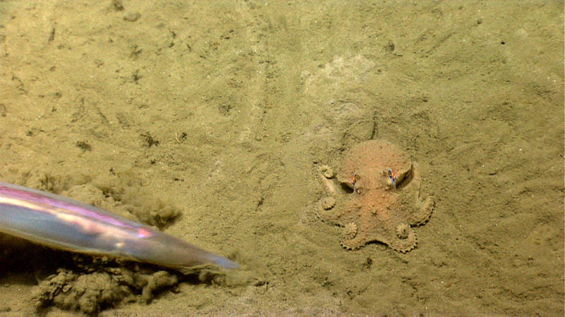 Cephopods on parade! In Washington Canyon, we saw several octopods and squid. Here, a small octopus is photobombed by a squid.