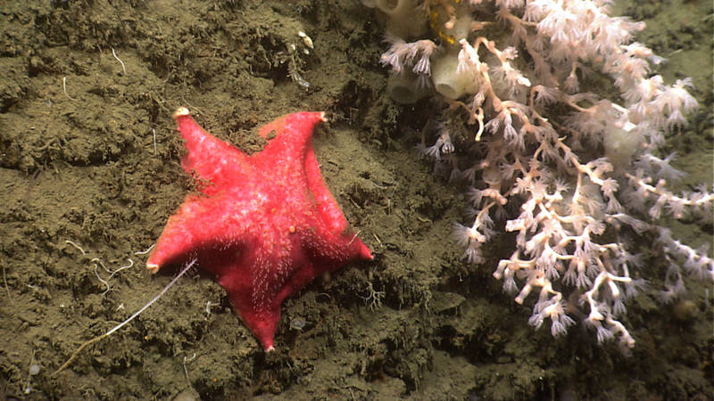 The steep ledges of Norfolk Canyon proved to be home to a large diversity of life. If you look carefully, you can see a skate egg case on the same branch as the crab and a colony of the white morph of bubblegum coral in the background.