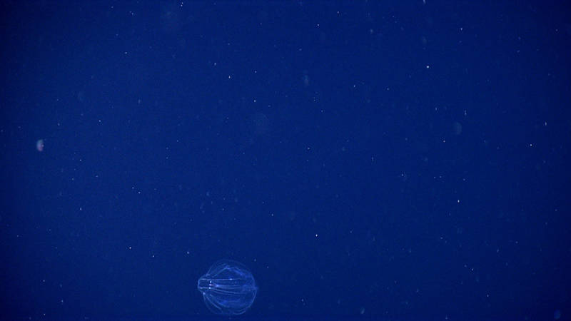 Ctenophores, very common on the continental shelf and in  estuaries along the U.S. East Coast, are also found in the canyons. These animals,  often called comb jellies, move through the water using their rows of cilia.