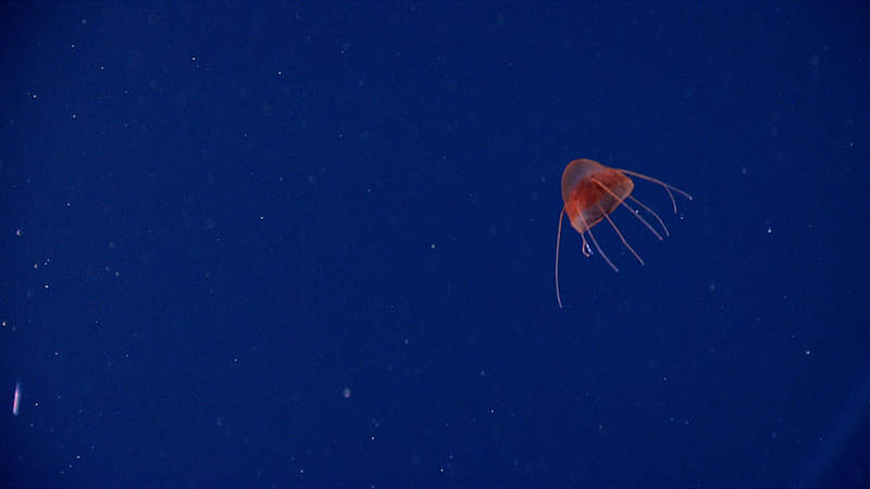 Midwater video sampling during the expedition caught a glimpse of this medusa, Periphylla sp.