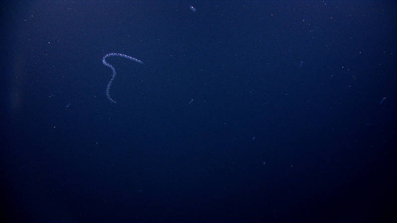 HD video of salps like these Salpa sp. were found in layers on most EX1404 dives. The HD capabilities on Deep Discoverer allow scientists to see individuals and undamaged chains.