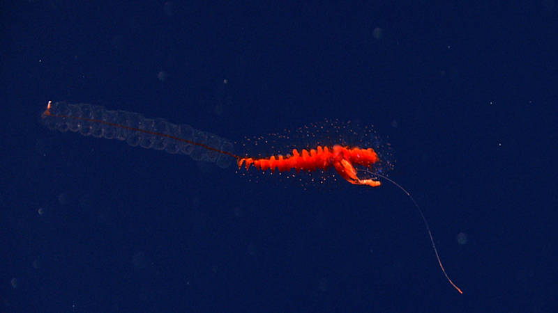Siphonophores are regular visitors in the midwater. These animals form communities where each individual has a specialty.