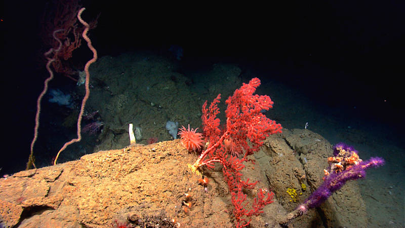 Benthic cnidarians are common in the deep-sea canyons and seamounts we are exploring. Here, octocorals, cup corals, and anemones share a rock at 1,459 meters depth in Hendrickson Canyon.