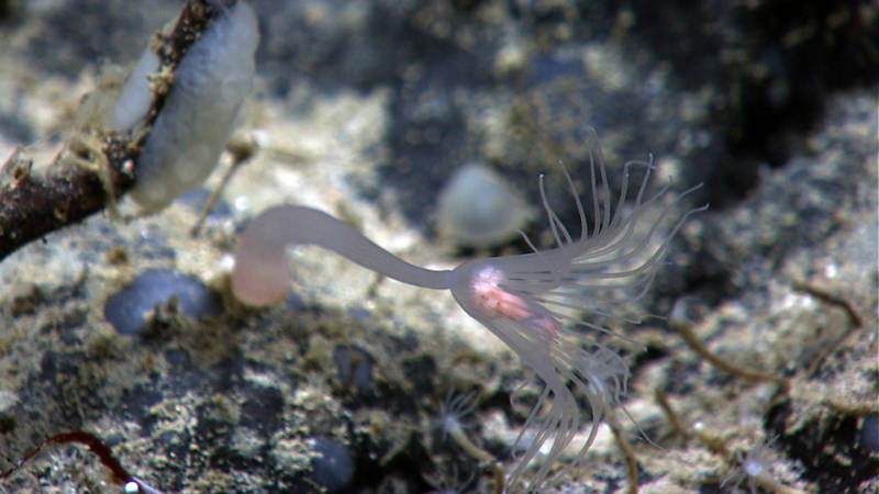 A Giant Solitary Hydroid at 2046 m depth on Kelvin Seamount. The Solitary Hydroid has two rings of tentacles, with one set (which look like a pink tube surrounded by the longer tentacles in this photo) being very short and arranged around the mouth. The whitish balls of tissue between the two rings of tentacles are reproductive structures.