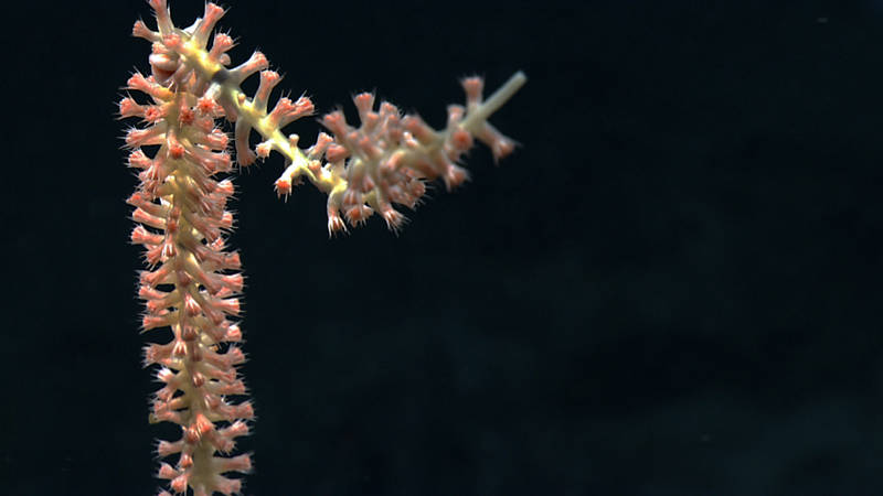 The tip of a bamboo coral (Lepidisis sp.) colony reaches off the seafloor at 2048 m depth on Kelvin Seamount. Tentacles of the polyps have been retracted over the mouth, thus revealing the needle-like sclerites of this species that extend from the polyp body and serve as a form of defense.