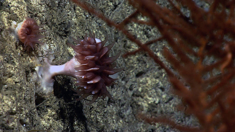 A pair of cup corals (Scleractinia) grow from the wall of an unnamed canyon east of Veatch Canyon at 1,480 meters depth.  You can see the transparent maroon-colored tissue and tentacles of the polyp overlying the white calcareous skeleton; the narrow plates visible below the tentacles are the septa of the calyx.