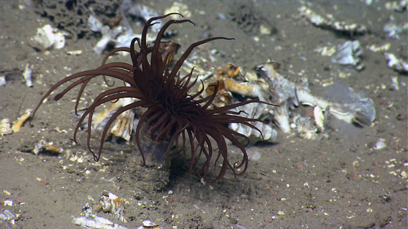 A cerianthid tube anemone in its flexible, felt-like tube at 1,510 meters depth in an unnamed canyon east of Veatch Canyon. The tube may be buried more than a half meter into the soft sediment. Tube anemones have two rings of tentacles: the long ones around the margin, and inside of those, shorter ones directly around the mouth.