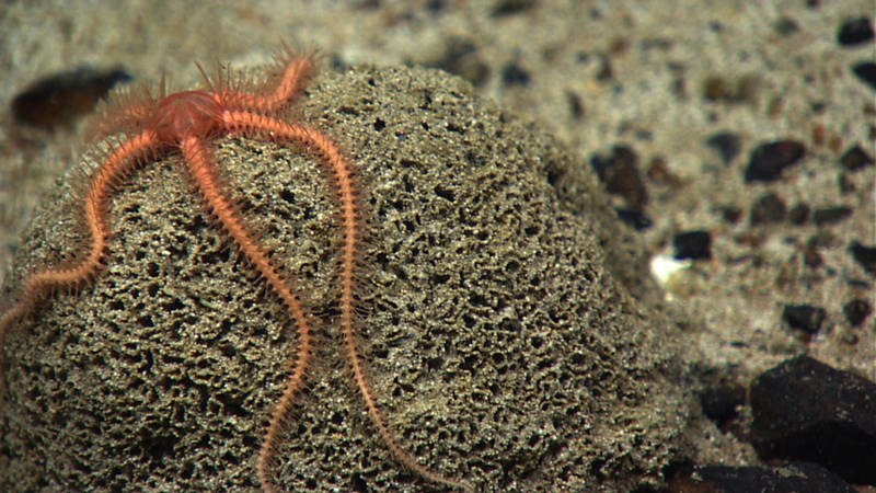 Xenophyophore (giant unicellular organism) with a brittle star resting on top.