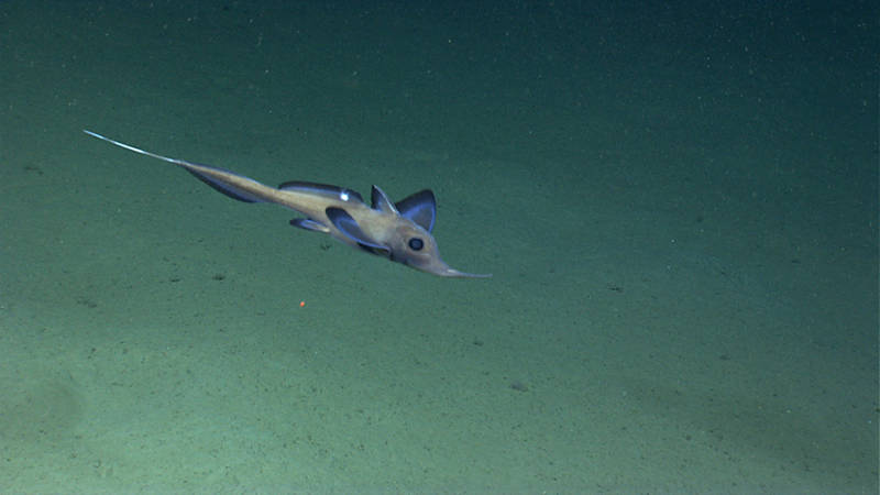 This chimaera swam by for a visit during our dive in Ryan Canyon.