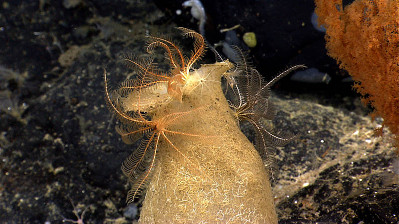 The area ROV Deep Discoverer surveyed on Retriever Seamount had a high diversity of sponged, including this one with several crinoids using the sponge to elevate their position in the water column.