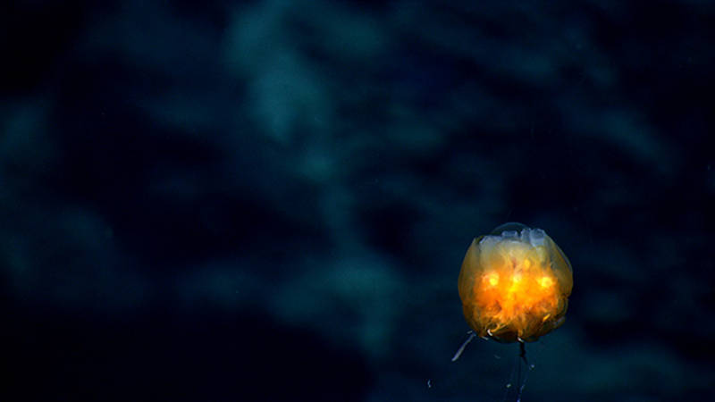 Even though they are rare, we were lucky enough to see dandelion siphonophores on three dives during this expedition.