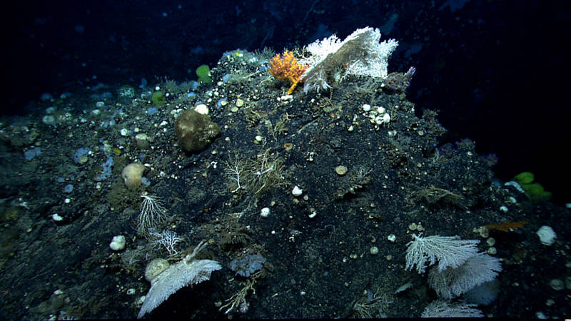 The diversity of deep sea corals and sponges on Gosnold Seamount made it my favorite dive! Here ROV Deep Discoverer documents several sponges, precious corals, and other octocorals on a steep outcrop during our transit upslope.