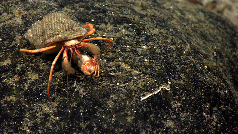 Two hermit crabs on a small boulder on Retriever Seamount. This pair surprised our scientists as these crabs are usually solitary.