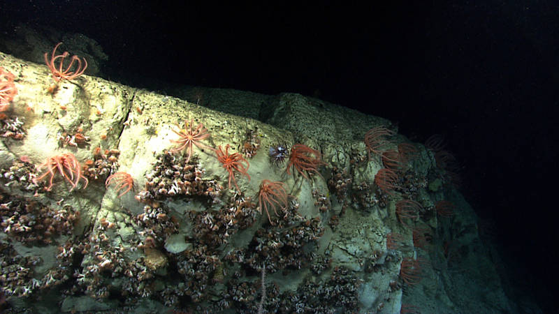 During the first-ever exploration of Nantucket Canyon, we transited up a steep wall and discovered areas of dense populations of cup corals and brisingid sea stars.