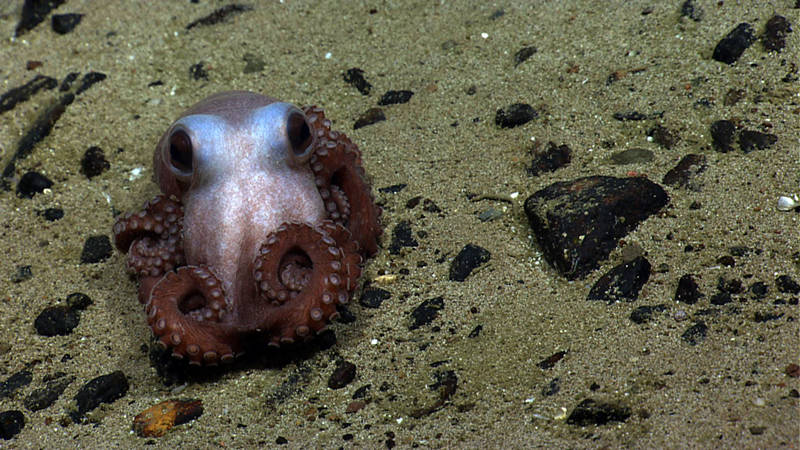 As we prepared to leave the seafloor at Physalia Seamount, ROV Deep Discoverer came across this photogenic octopus. What a great way to end a dive! 