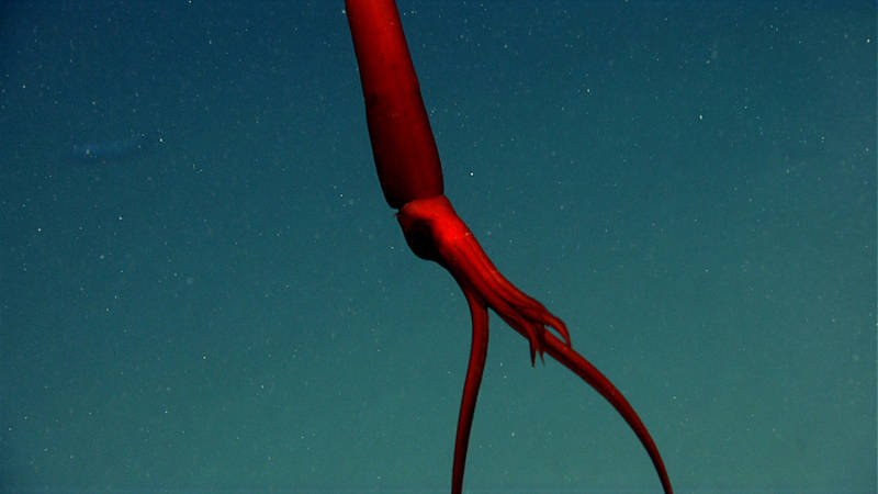 A Whiplash (Mastigoteuthis) squid waits in the water column while hunting in Phoenix Canyon.