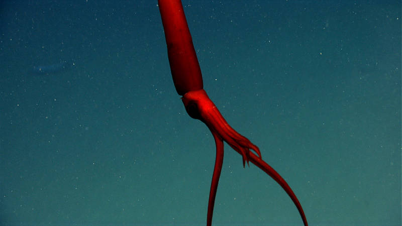 A whiplash (Mastigoteuthis) squid waits in the water column while hunting in Phoenix Canyon.