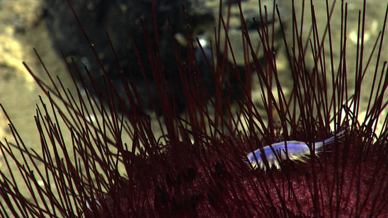 A polychaete worm resides on a pancake urchin.