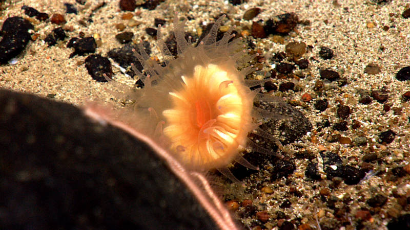 A cup coral shows off its translucent orange tentacles, filled with nematocysts.