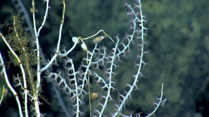 These barnacles living on a bamboo coral were quickly identified as belonging to the genus Glyptelasma.