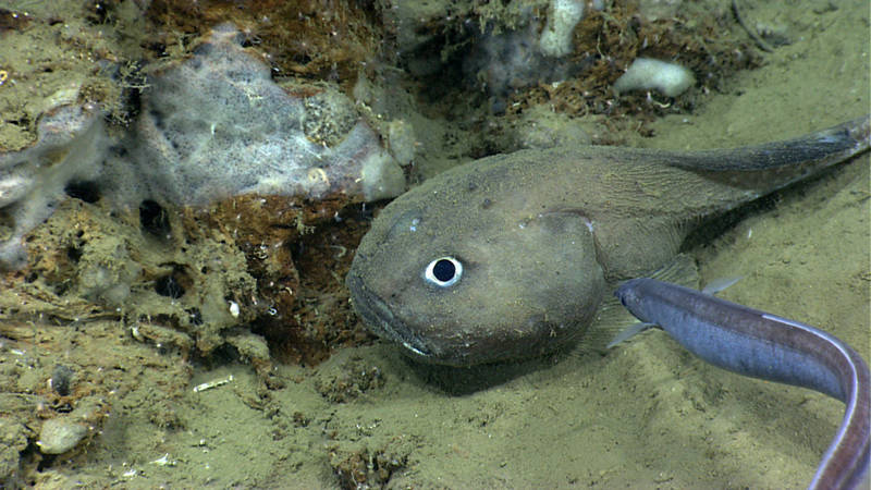 We spotted this interesting looking fish in Phoenix Canyon at 1,109 meters depth on Dive 01.