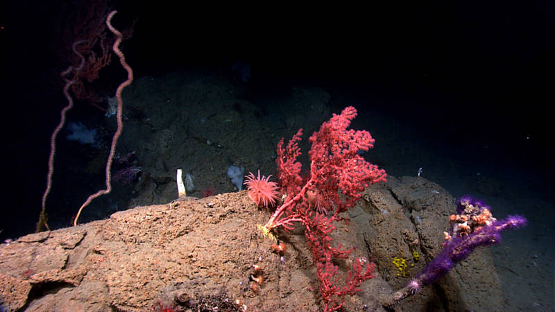 Benthic cnidarians are common in the deep-sea canyons and seamounts we are exploring. Here, octocorals, cup corals, and anemones share a rock at 1,459 meters depth in Hendrickson Canyon.