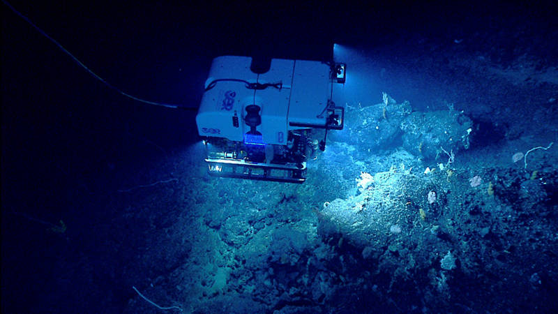 ROV Deep Discoverer investigates a diverse deep-sea coral habitat on Retriever Seamount.
