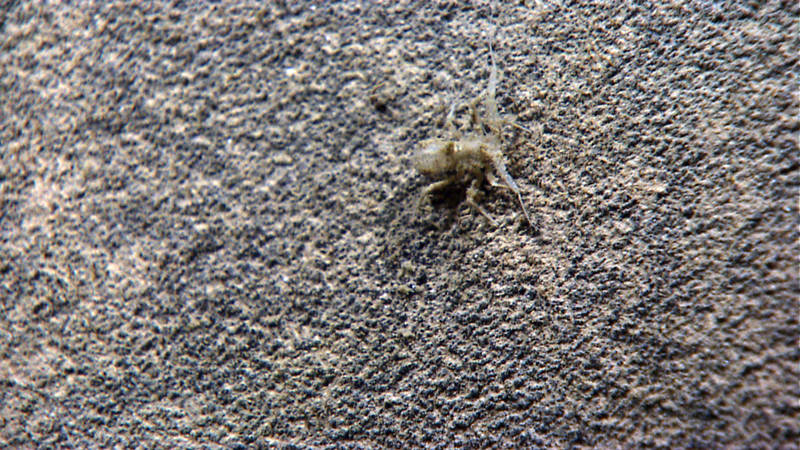 This munnopsid isopod was identified after a dive by an expert who was unable to participate in the dive live.