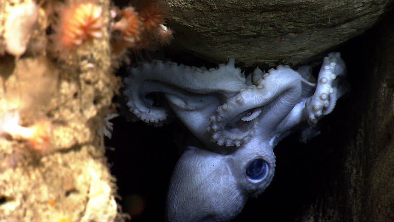 Here, an octopus mother protects her eggs in Hendrickson Canyon. If you look closely, you can see the eyes of a baby octopus through the egg.