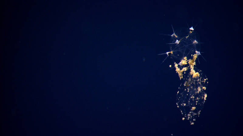 We saw this mysterious organism at 2,035 meters depth on Retriever Seamount, floating 50 meters above bottom. We could offer no other label than strange gelatinous spiked plankton. Steven Haddock, a deep-sea biologist at the Monterey Bay Aquarium Research Institute, sent an email that evening telling us it was a phaeodarian radiolarian, a type of single-celled protistan that feeds on marine snow.
