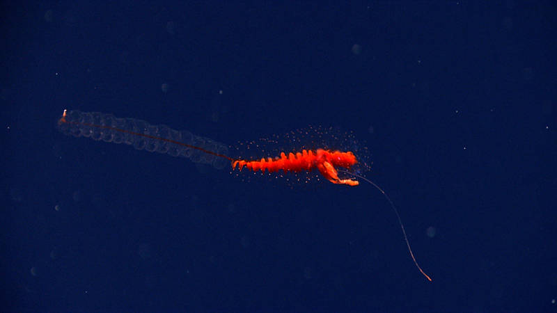 Siphonophores are regular visitors in the midwater. These animals form colonies where groups of individuals carry out specific functions.