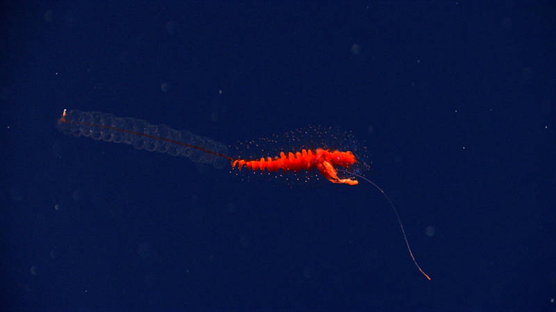 Siphonophores are regular visitors in the midwater.