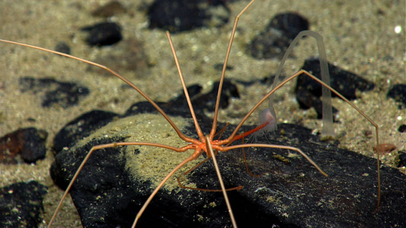 Sea spider feeding on a solitary hydroid.