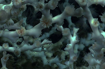 Explore Deep-sea Corals