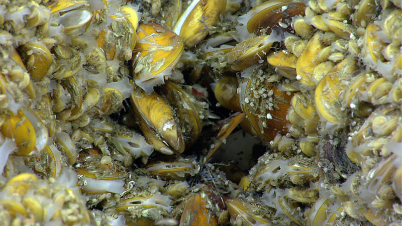 These chemosynthetic mussels were discovered by the ROV Deep Discoverer while it explored a canyon off the northeast coast of the U.S. in 2013. Over 800,000 members of the public tuned in to the video the ROV live-streamed over the internet during this expedition. Chemosynthetic mussels are found in areas of active hydrocarbon seepage; NOAA Ship Okeanos Explorer has discovered hundreds of previously unknown methane seeps in this and other areas over the past five years.