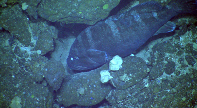 A member of the deepwater snapper-grouper complex, the misty grouper.