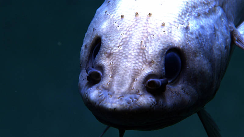 A close up of a grenadier investigating ROV Deep Discoverer.